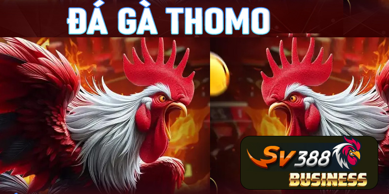 Trường đấu Thomo live trực tiếp tại sv388